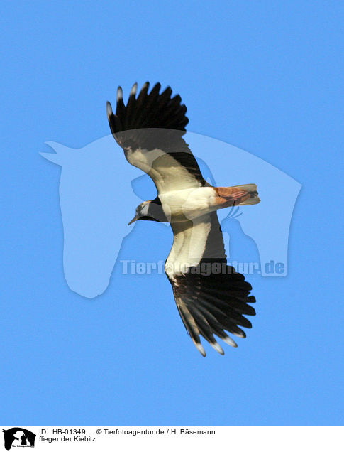 fliegender Kiebitz / flying lapwing / HB-01349