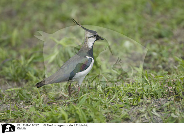 Kiebitz / lapwing / THA-01657