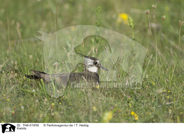 Kiebitz / lapwing / THA-01658