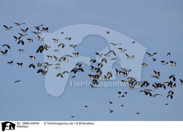 Kiebitze / lapwing / DMS-04949