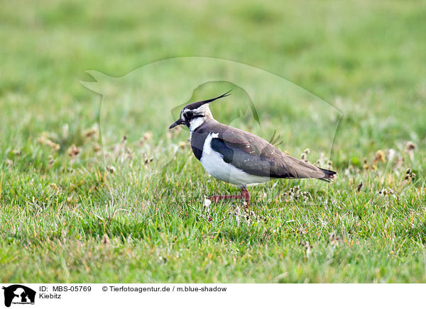 Kiebitz / lapwing / MBS-05769