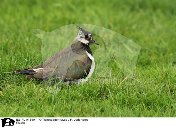 Kiebitz / lapwing / FL-01850