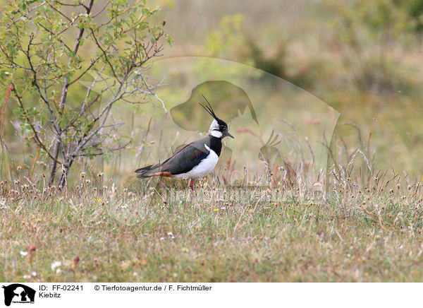 Kiebitz / lapwing / FF-02241