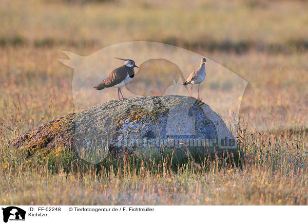 Kiebitze / lapwing / FF-02248