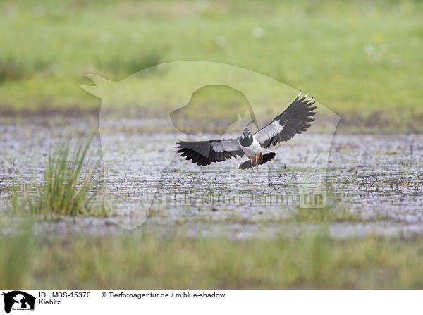 Kiebitz / lapwing / MBS-15370