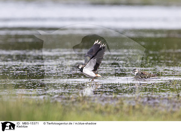 Kiebitze / lapwings / MBS-15371
