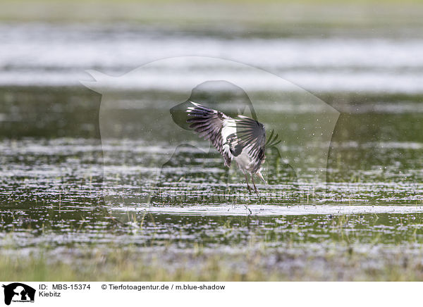 Kiebitz / lapwing / MBS-15374