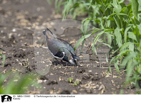 Kiebitz / lapwing / MBS-15980