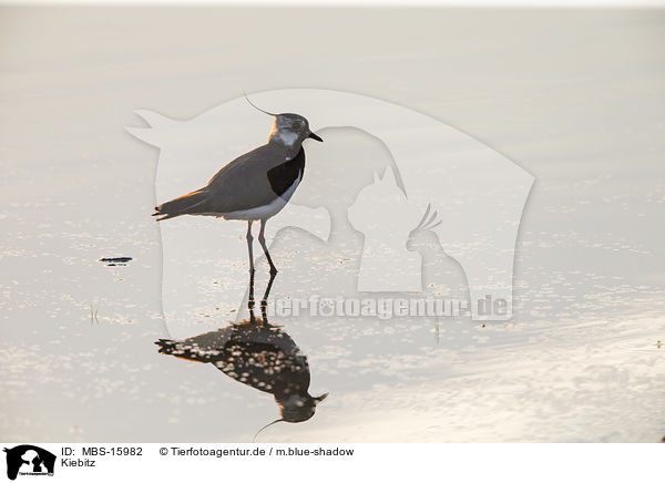 Kiebitz / lapwing / MBS-15982