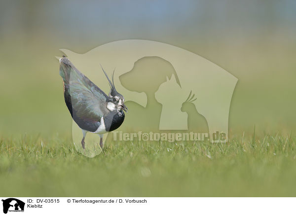 Kiebitz / lapwing / DV-03515