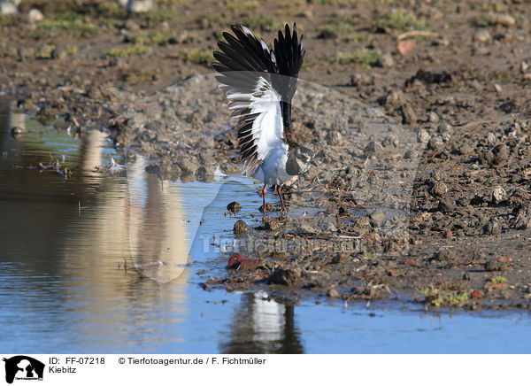 Kiebitz / lapwing / FF-07218