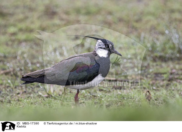 Kiebitz / MBS-17390