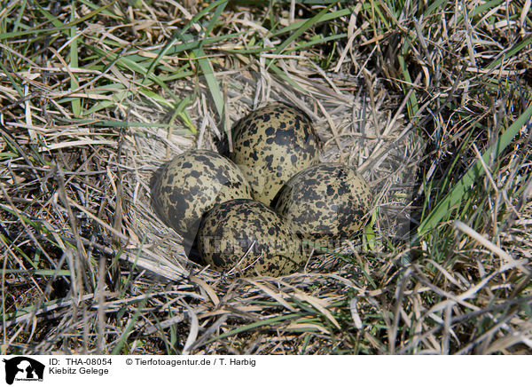 Kiebitz Gelege / Lapwing eggs / THA-08054