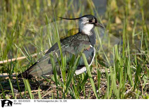 Kiebitz / lapwing / SO-03323
