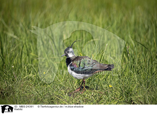 Kiebitz / lapwing / MBS-24391