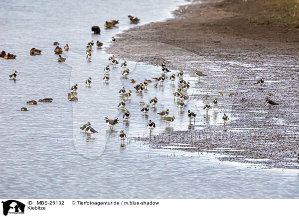 Kiebitze / lapwings / MBS-25132