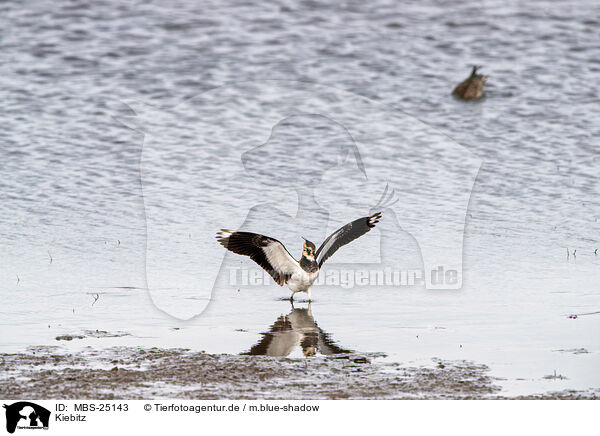 Kiebitz / lapwing / MBS-25143