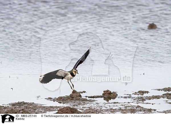 Kiebitz / lapwing / MBS-25144
