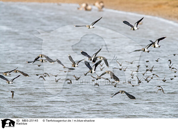 Kiebitze / lapwings / MBS-25145