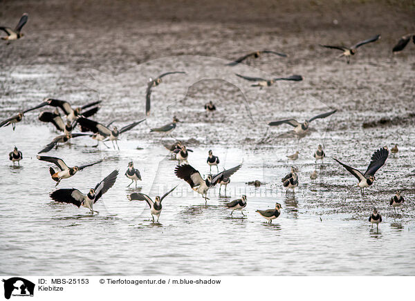 Kiebitze / lapwings / MBS-25153