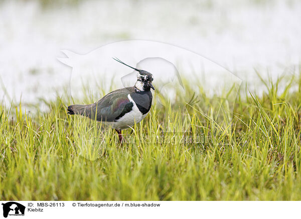 Kiebitz / lapwing / MBS-26113