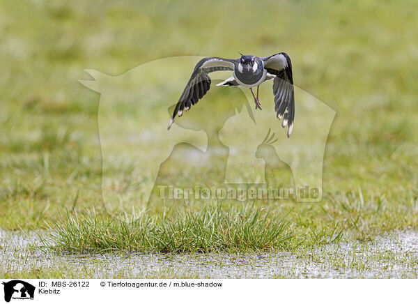 Kiebitz / lapwing / MBS-26122