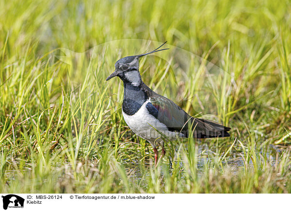Kiebitz / lapwing / MBS-26124