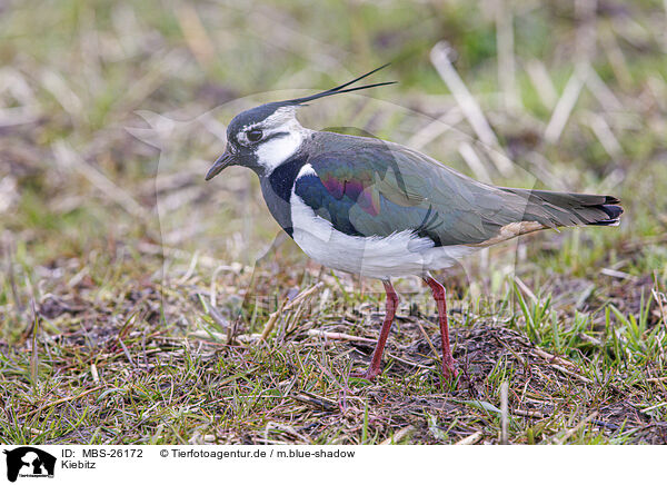 Kiebitz / MBS-26172