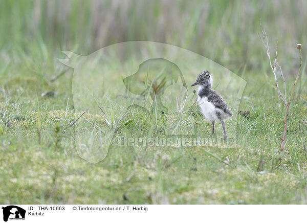 Kiebitz / lapwing / THA-10663