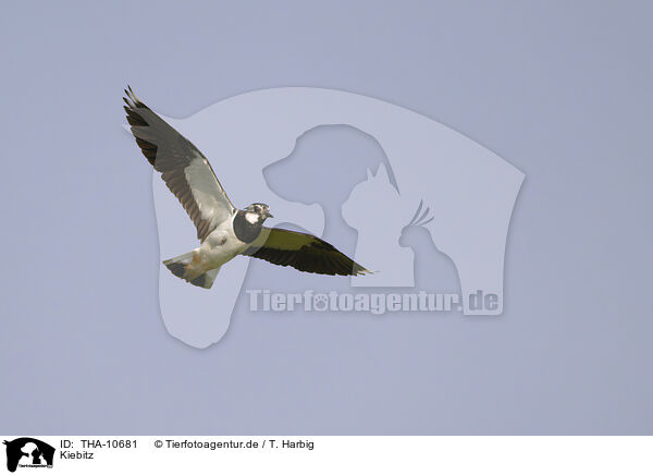 Kiebitz / lapwing / THA-10681