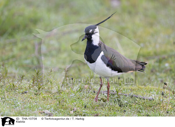 Kiebitz / lapwing / THA-10708