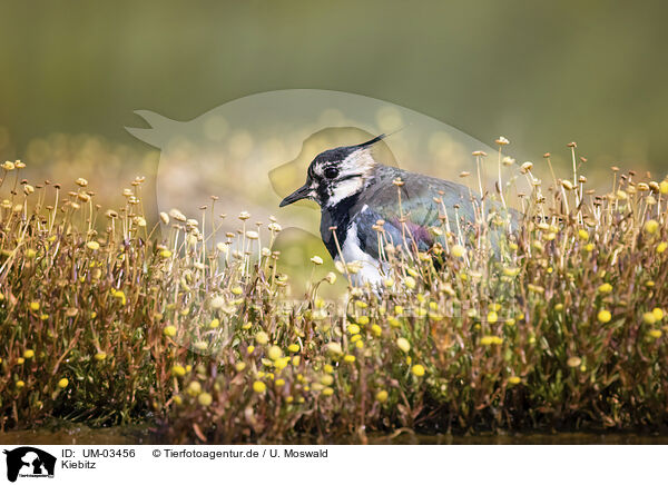Kiebitz / lapwing / UM-03456