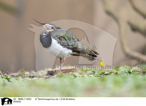 Kiebitz / Lapwing / DMS-11993