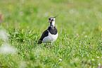 Kiebitz auf der Wiese