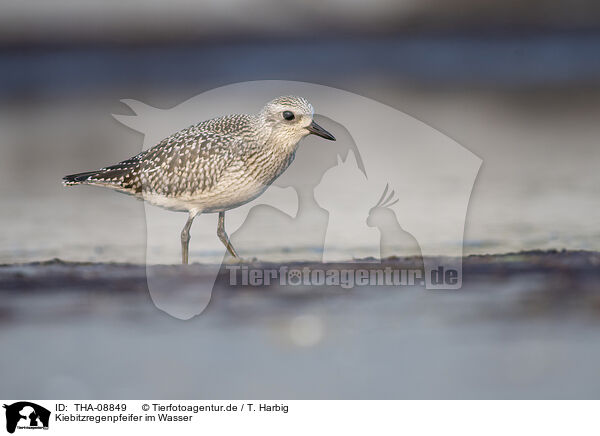 Kiebitzregenpfeifer im Wasser / Piping plover in water / THA-08849