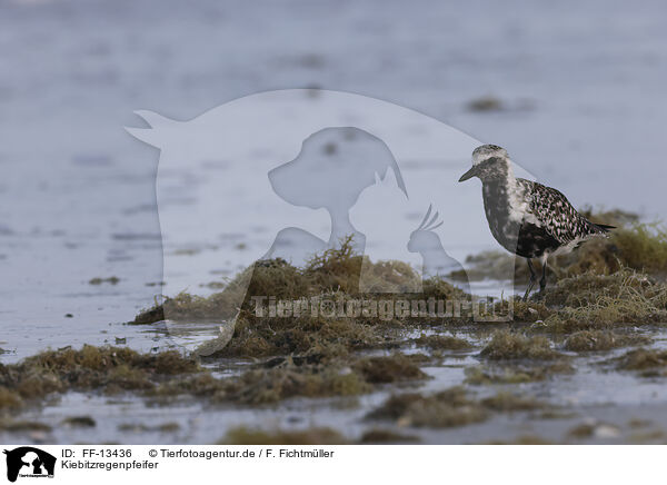 Kiebitzregenpfeifer / black-bellied plover / FF-13436