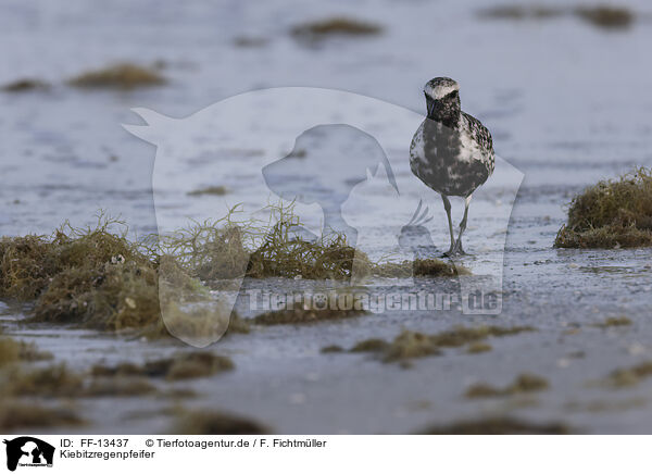 Kiebitzregenpfeifer / black-bellied plover / FF-13437