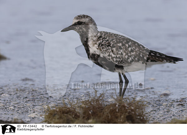 Kiebitzregenpfeifer / black-bellied plover / FF-13442