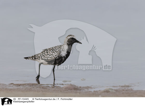 Kiebitzregenpfeifer / black-bellied plover / FF-13445