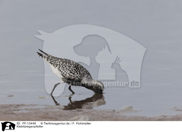 Kiebitzregenpfeifer / black-bellied plover / FF-13446