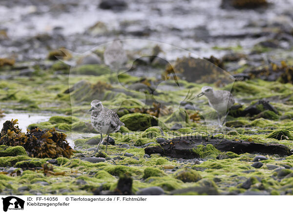 Kiebitzregenpfeifer / black-bellied plover / FF-14056