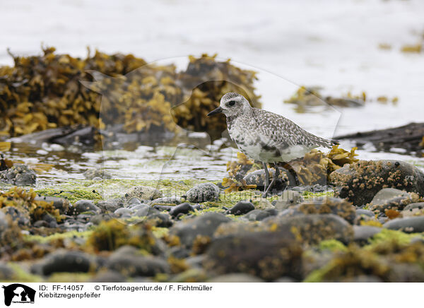 Kiebitzregenpfeifer / black-bellied plover / FF-14057