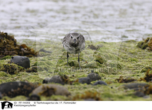 Kiebitzregenpfeifer / black-bellied plover / FF-14059