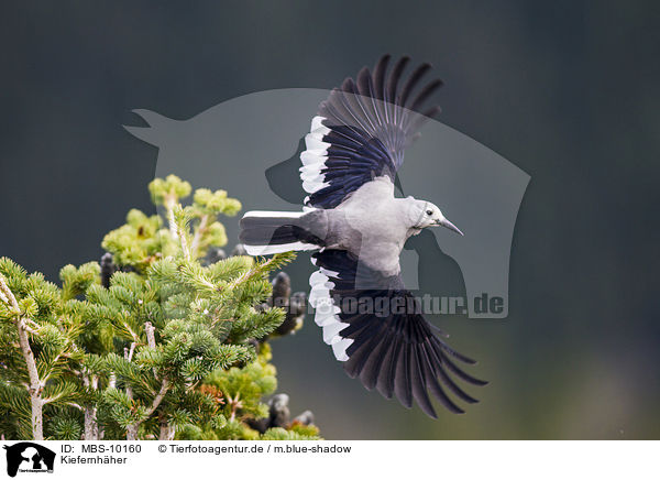 Kiefernhher / Clark's nutcracker / MBS-10160