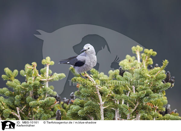 Kiefernhher / Clark's nutcracker / MBS-10161