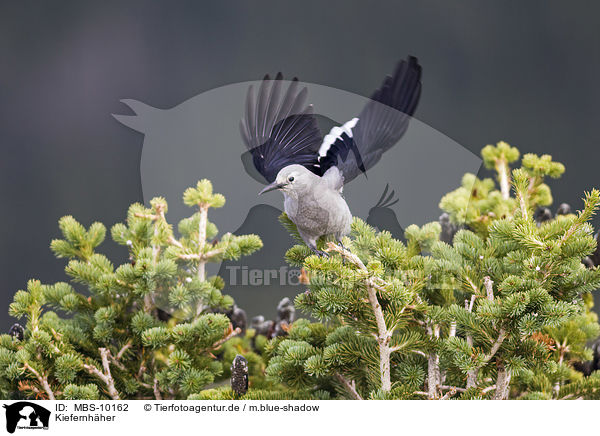 Kiefernhher / Clark's nutcracker / MBS-10162