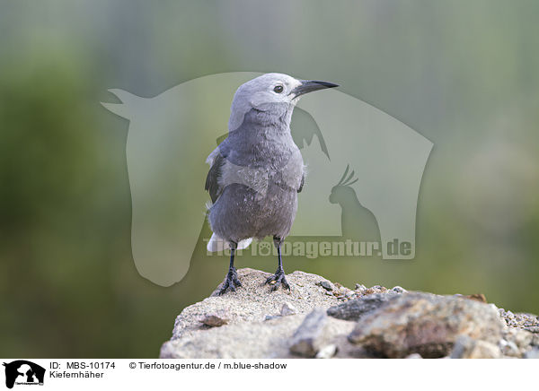 Kiefernhher / Clark's nutcracker / MBS-10174