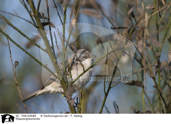 Klappergrasmcke / lesser whitethroat / THA-02689