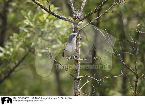 sitzende Klappergrasmcke / sitting Lesser Whitethroat / FF-10037