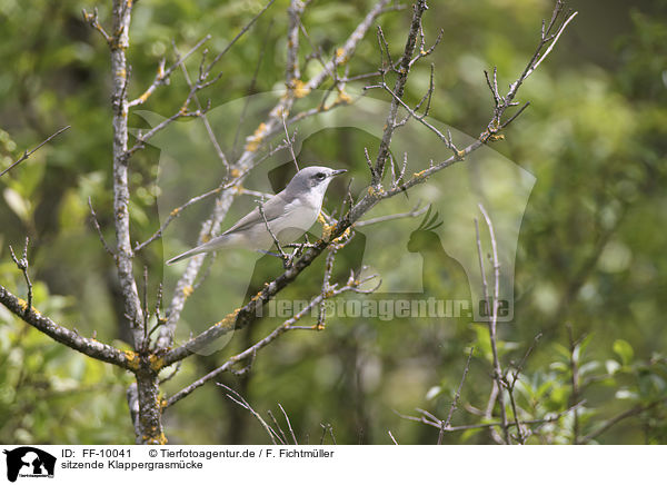sitzende Klappergrasm�cke / sitting Lesser Whitethroat / FF-10041
